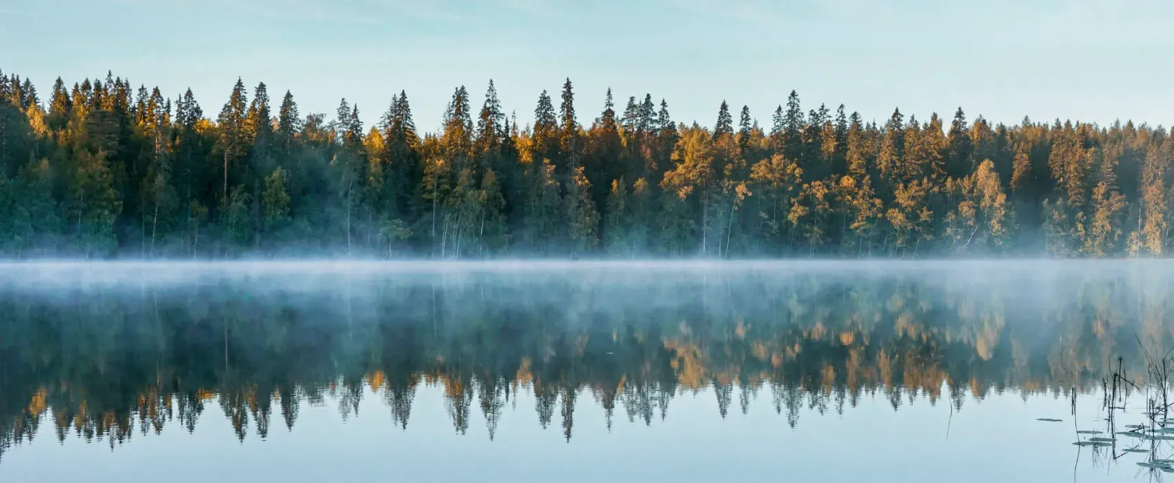 Still lake with tree reflection