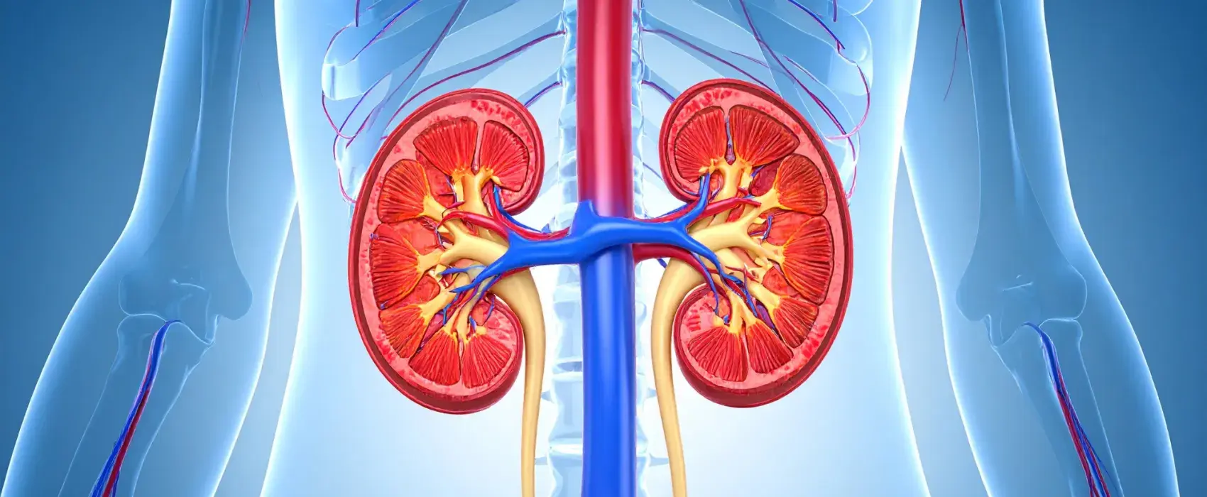Illustration of kidneys