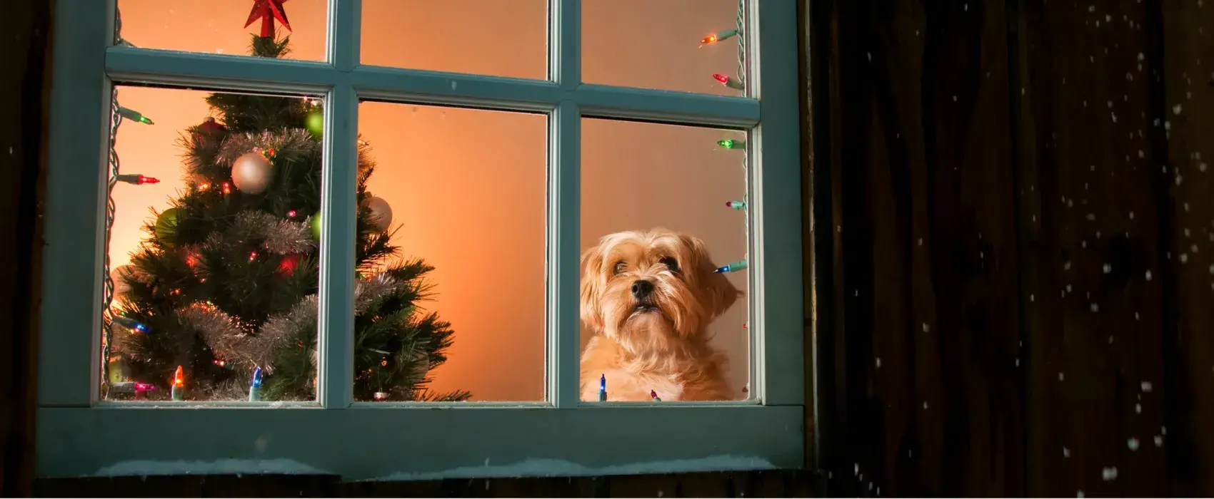 Dog looking out of window at christmas