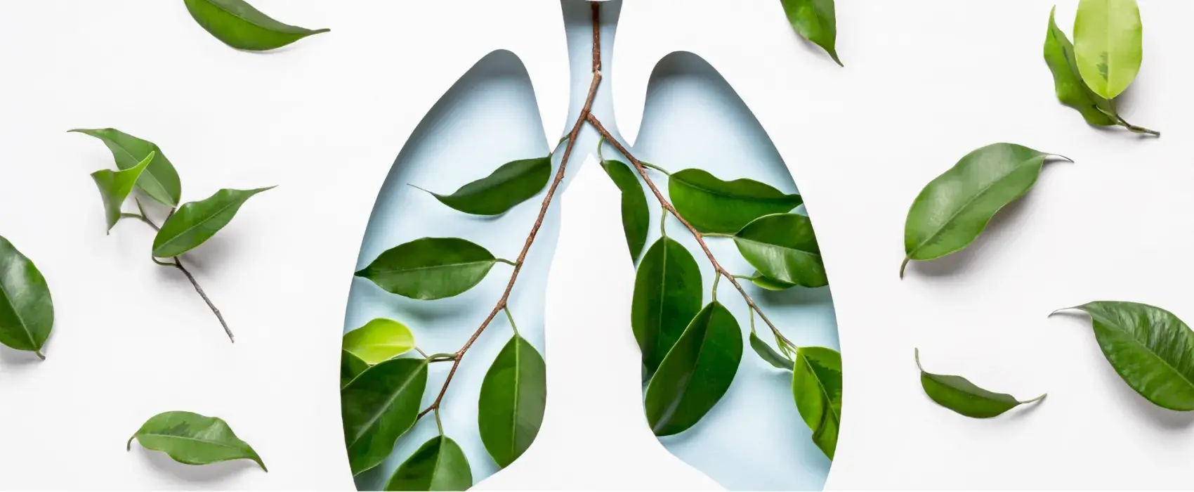 Lung graphic with leaves