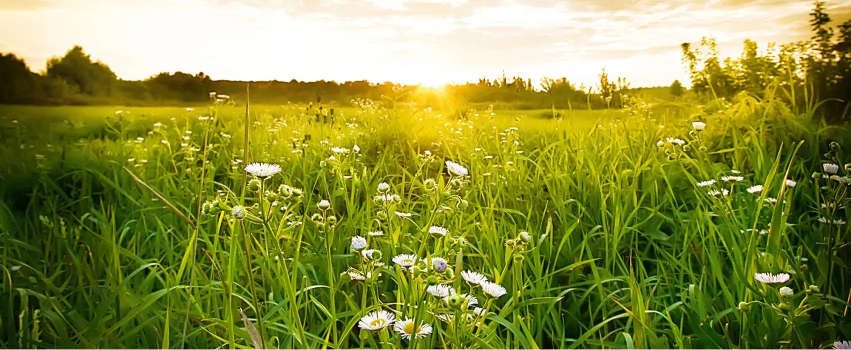 Daisy flowers with a sunset behind