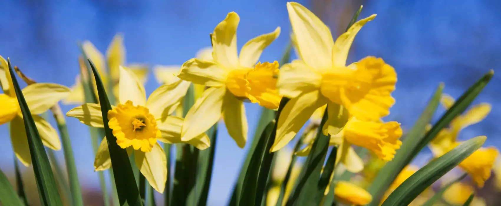 Field of daffodils