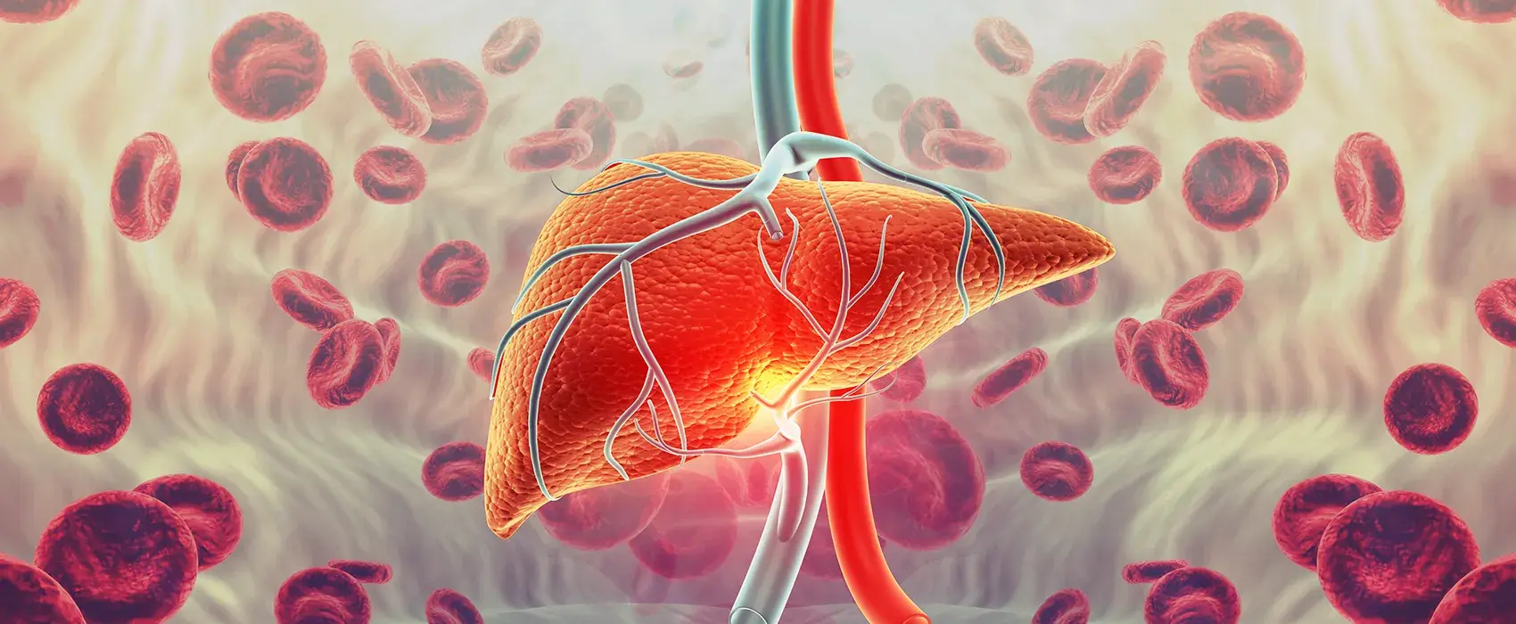 Liver